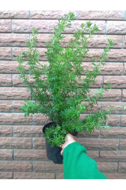 Лапчатка жовта Голдфінгер - 3л/вис.40-50см/Ø15-20см/